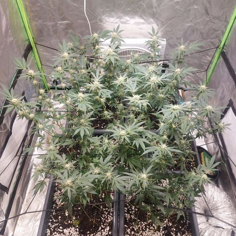 Purple Punch growlog timeline photo