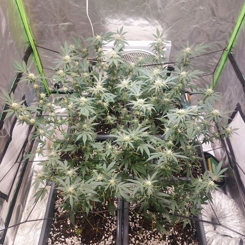 Purple Punch growlog timeline photo