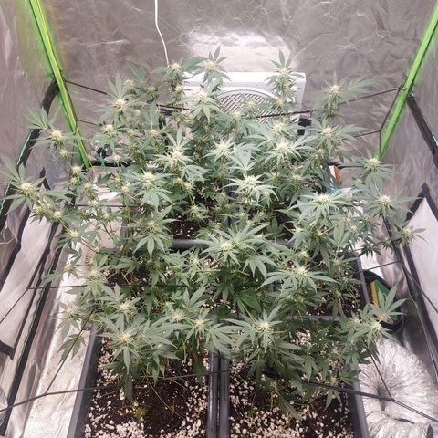 Purple Punch growlog timeline photo