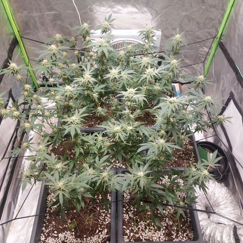 Purple Punch growlog timeline photo