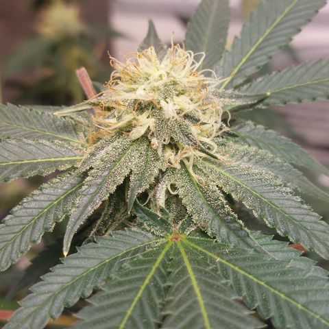 Purple Punch growlog timeline photo