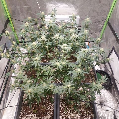 Purple Punch growlog timeline photo