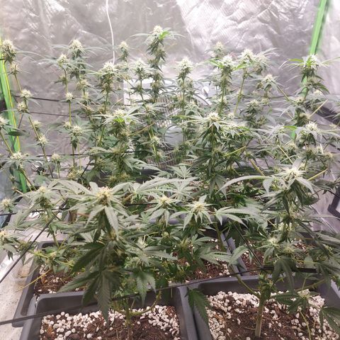 Purple Punch growlog timeline photo