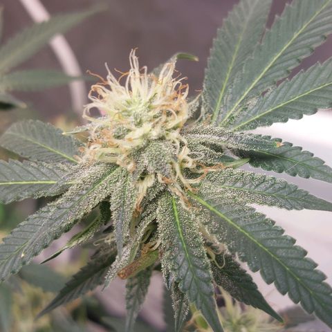 Purple Punch growlog timeline photo