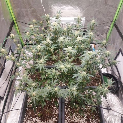 Purple Punch growlog timeline photo