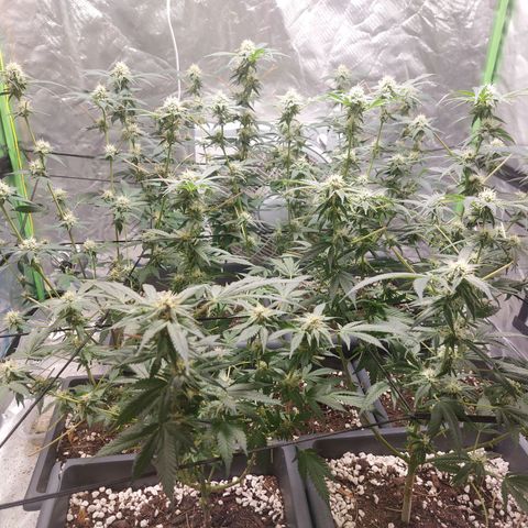 Purple Punch growlog timeline photo