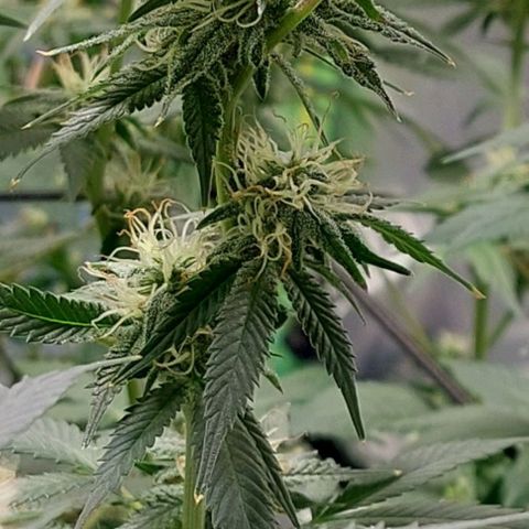 Purple Punch growlog timeline photo