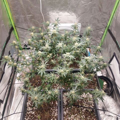 Purple Punch growlog timeline photo