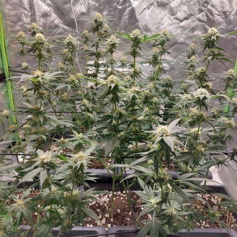 Purple Punch growlog timeline photo
