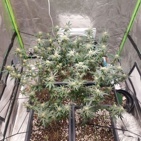 Purple Punch growlog timeline photo