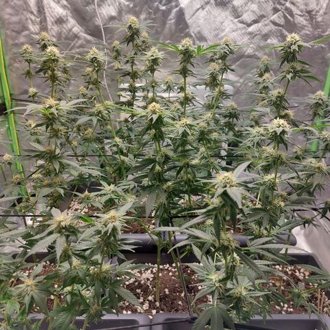 Purple Punch growlog timeline photo