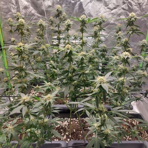 Purple Punch growlog timeline photo
