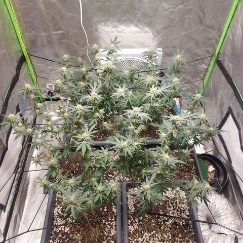 Purple Punch growlog timeline photo