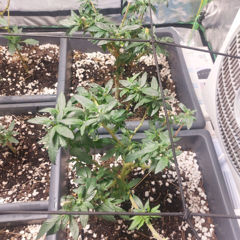 Purple Punch growlog timeline photo