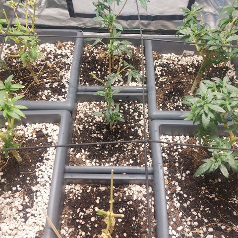 Purple Punch growlog timeline photo