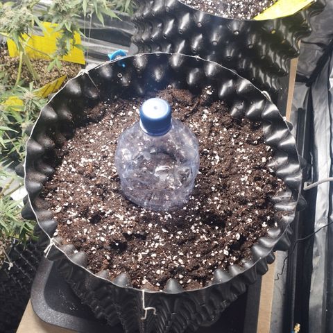BRNYS Farm Pineapple Express growlog photo: Bottle top for humidity 
