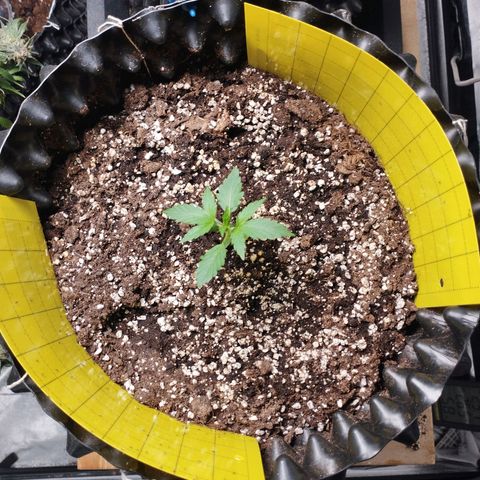 BRNYS Farm Pineapple Express growlog timeline photo