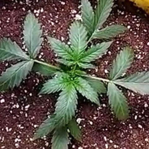 BRNYS Farm Pineapple Express growlog timeline photo