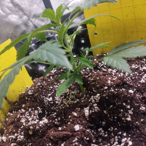 BRNYS Farm Pineapple Express growlog timeline photo