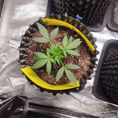 BRNYS Farm Pineapple Express growlog timeline photo