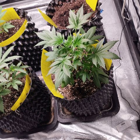 BRNYS Farm Pineapple Express growlog timeline photo