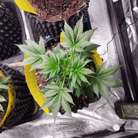BRNYS Farm Pineapple Express growlog timeline photo