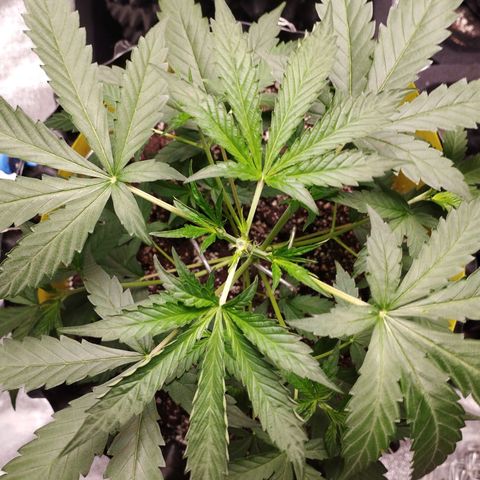 BRNYS Farm Pineapple Express growlog timeline photo