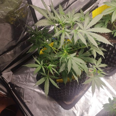 BRNYS Farm Pineapple Express growlog timeline photo