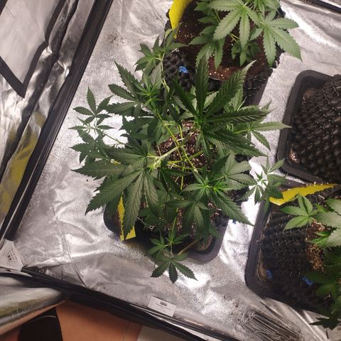 BRNYS Farm Pineapple Express growlog timeline photo