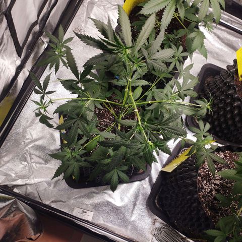 BRNYS Farm Pineapple Express growlog timeline photo
