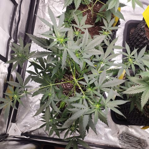 BRNYS Farm Pineapple Express growlog timeline photo
