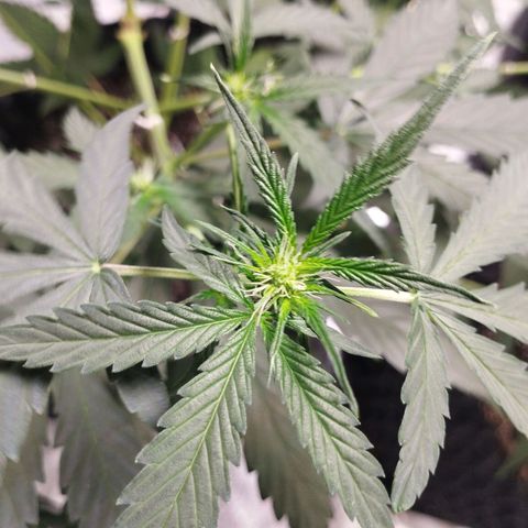 BRNYS Farm Pineapple Express growlog timeline photo