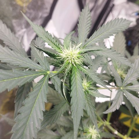 BRNYS Farm Pineapple Express growlog timeline photo