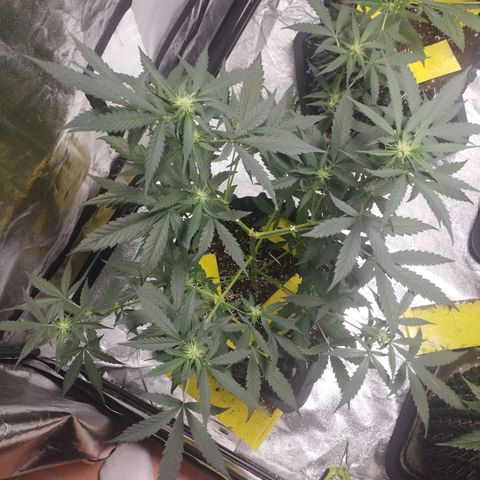 BRNYS Farm Pineapple Express growlog timeline photo