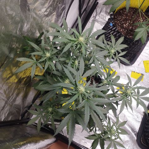 BRNYS Farm Pineapple Express growlog timeline photo