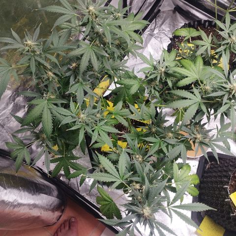 BRNYS Farm Pineapple Express growlog timeline photo