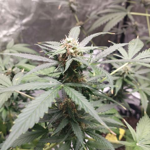 BRNYS Farm Pineapple Express growlog timeline photo