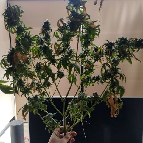 BRNYS Farm Pineapple Express growlog timeline photo