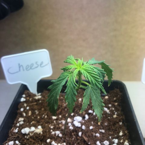 Cheese Auto #2 growlog timeline photo