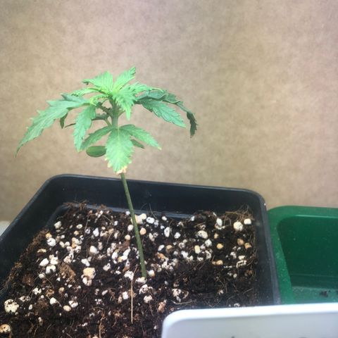 Cheese Auto #2 growlog timeline photo