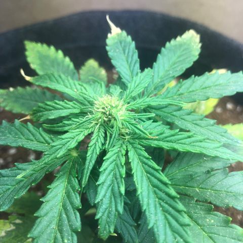 White Widow #1 growlog timeline photo