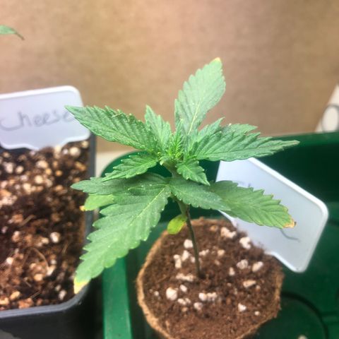 Cheese Auto #1 growlog timeline photo