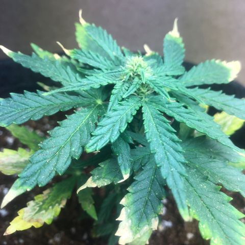 White Widow #1 growlog timeline photo