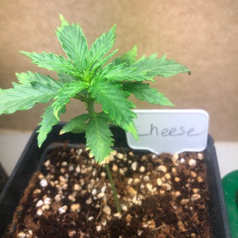 Cheese Auto #2 growlog timeline photo