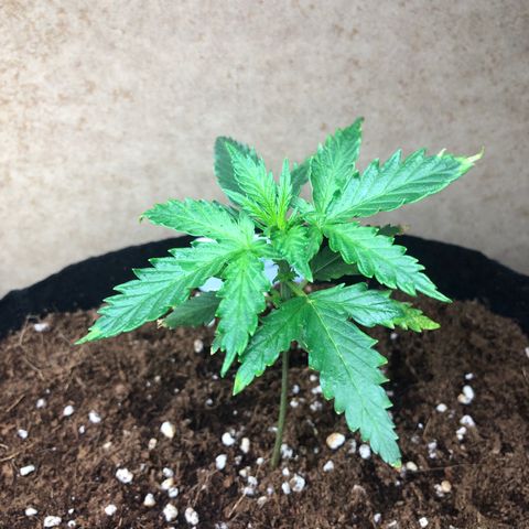Cheese Auto #2 growlog timeline photo