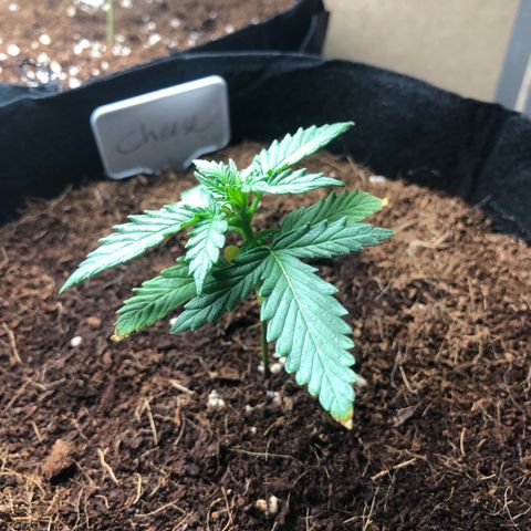 Cheese Auto #1 growlog timeline photo