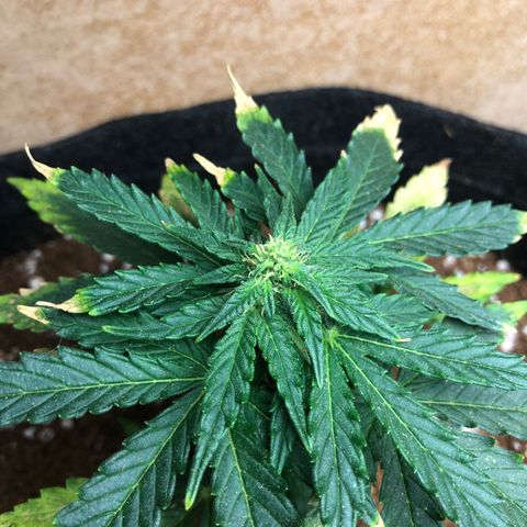 White Widow #1 growlog timeline photo