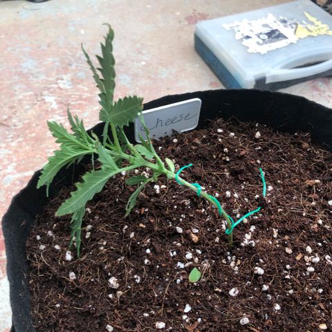 Cheese Auto #2 growlog timeline photo