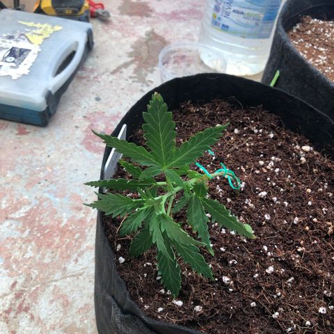 Cheese Auto #2 growlog timeline photo