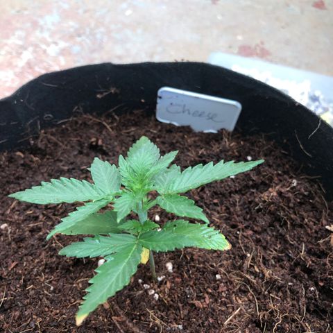 Cheese Auto #1 growlog timeline photo